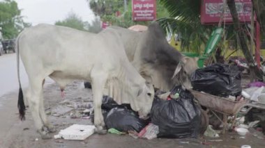 Sihanoukville caddesinde bir inek çöp yiyor. Kamboçya. Asya