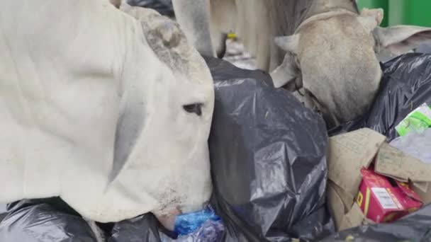 Una vaca come basura en la calle de Sihanoukville. Camboya. Países Bajos — Vídeo de stock