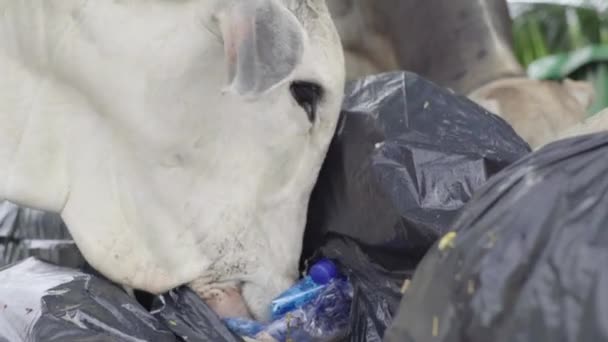 Uma vaca come lixo na rua de Sihanoukville. Camboja. Ásia — Vídeo de Stock