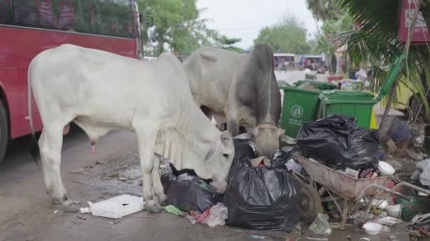 Kráva žere odpadky na ulici Sihanoukville. Kambodža. Asie — Stock video