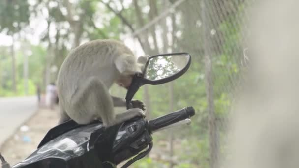 Um grande plano de macaco. Sihanoukville. Camboja. Ásia . — Vídeo de Stock