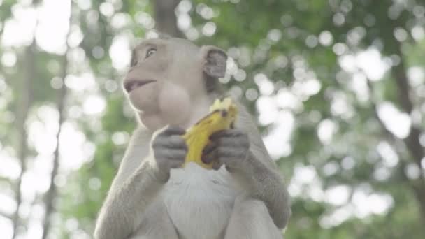 Primer plano del mono. Sihanoukville. Camboya. Países Bajos . — Vídeo de stock