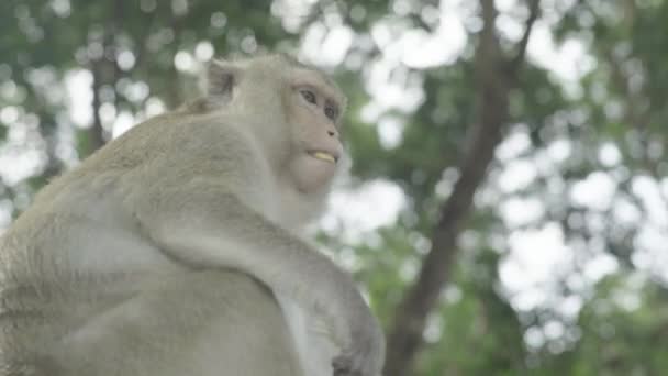 猴子特写。西哈努克维尔柬埔寨。亚洲. — 图库视频影像