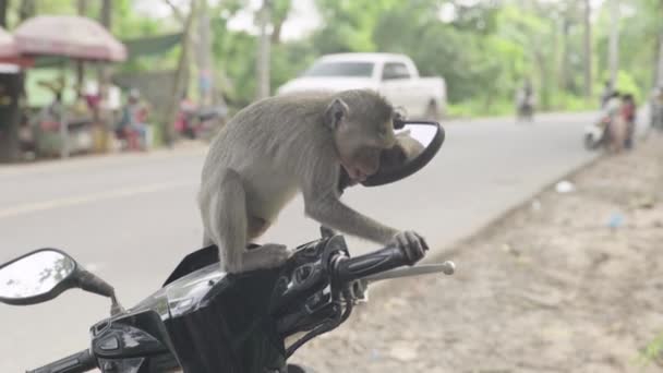 Um grande plano de macaco. Sihanoukville. Camboja. Ásia . — Vídeo de Stock