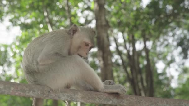 Maymun yakın plan. Sihanoukville 'de. Kamboçya. Asya. — Stok video