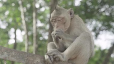 Maymun yakın plan. Sihanoukville 'de. Kamboçya. Asya.