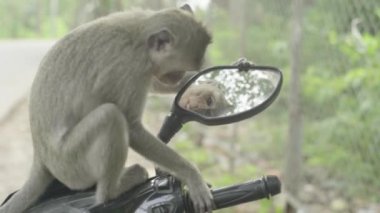 Maymun yakın plan. Sihanoukville 'de. Kamboçya. Asya.