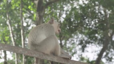 Maymun yakın plan. Sihanoukville 'de. Kamboçya. Asya.