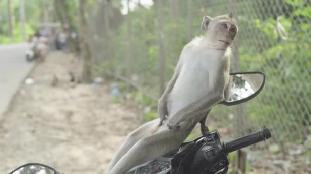 Um grande plano de macaco. Sihanoukville. Camboja. Ásia . — Vídeo de Stock