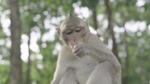 Um grande plano de macaco. Sihanoukville. Camboja. Ásia . — Vídeo de Stock