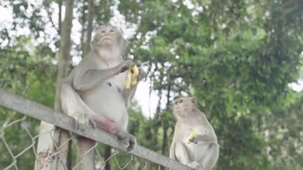 Um grande plano de macaco. Sihanoukville. Camboja. Ásia . — Vídeo de Stock