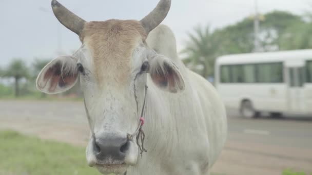 Sihanoukville caddesindeki inek. Kamboçya. Asya — Stok video