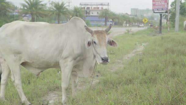 Vaca en la calle de Sihanoukville. Camboya. Países Bajos — Vídeo de stock