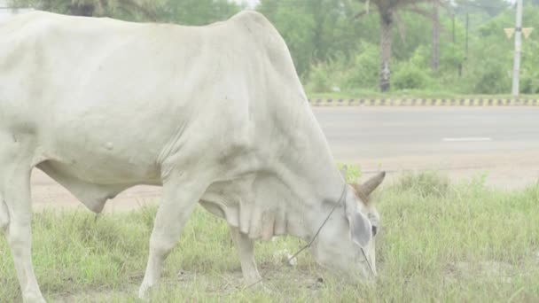 Vaca en la calle de Sihanoukville. Camboya. Países Bajos — Vídeo de stock