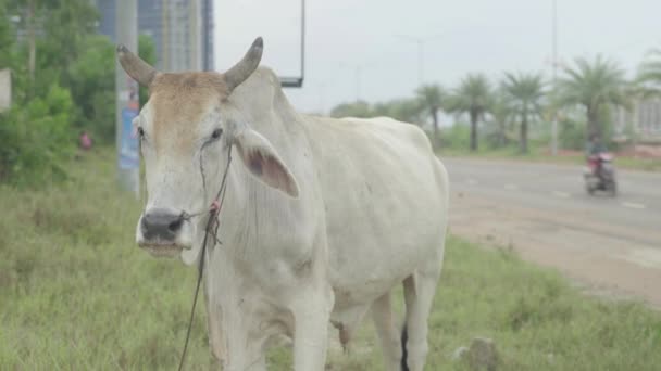 Vache dans la rue de Sihanoukville. Cambodge. Asie 