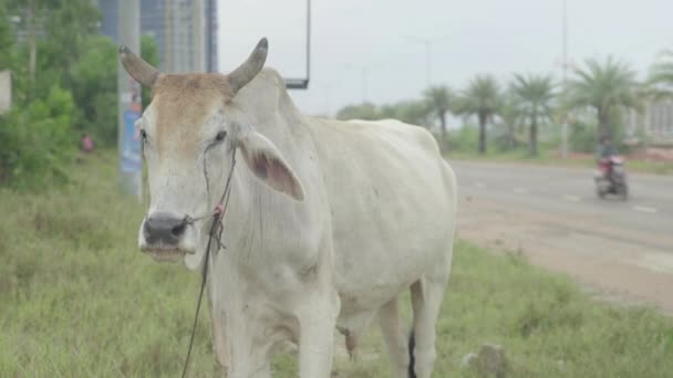 Vaca en la calle de Sihanoukville. Camboya. Países Bajos — Vídeo de stock