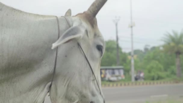 Mucca sulla strada di Sihanoukville. Cambogia. Asia — Video Stock