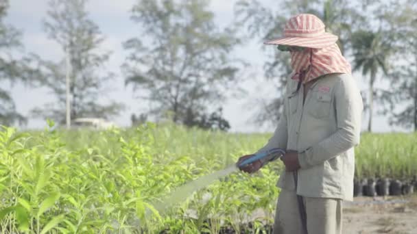 Dělník zalévá trávu na plantáži. Sihanoukville. Kambodža. Asie — Stock video