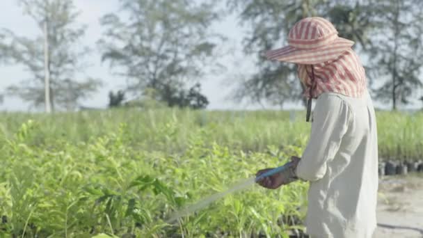 Ein männlicher Arbeiter wässert Gras auf einer Plantage. Sihanoukville. Kambodscha. Asien — Stockvideo