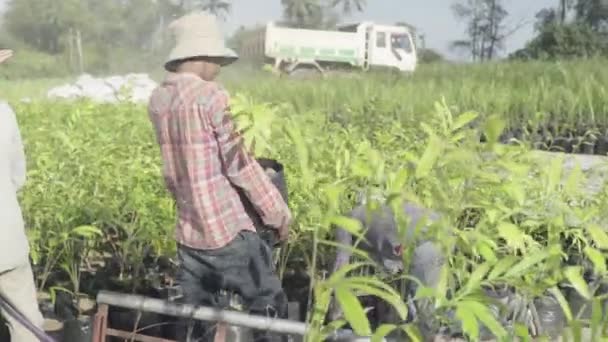 Arbeiter arbeiten auf einer Plantage in Sihanoukville, Kambodscha, Asien. — Stockvideo