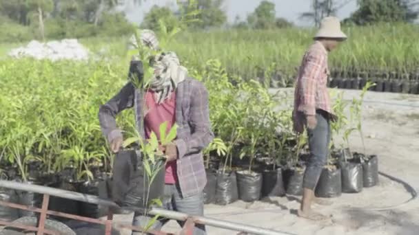 Arbeiter arbeiten auf einer Plantage in Sihanoukville, Kambodscha, Asien. — Stockvideo