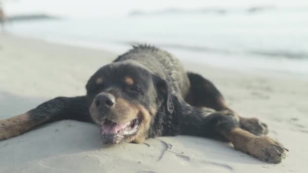 海岸に犬。カンボジアのシアヌークビルアジア — ストック動画