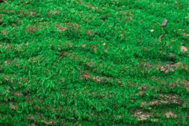 Yeşil yosunlu ağaç kabuğunun arka planı.