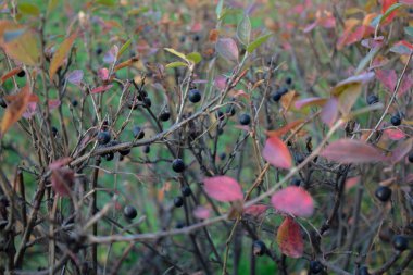 Shrub with black berries and red leaves. Autumn.