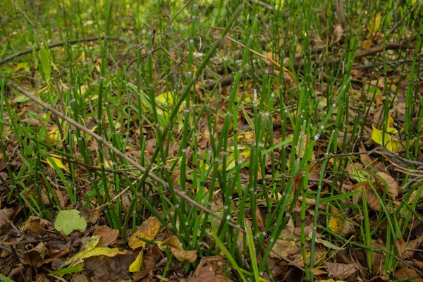 Zielona Trawa Ziemi Żółtymi Liśćmi Jesienne Tło — Zdjęcie stockowe