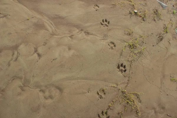 Wet sand with dog footprints. summer day