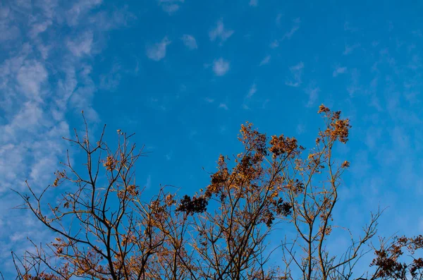 Winter Blue Sky White Feathery Clouds Empty Tree Branches — Stockfoto
