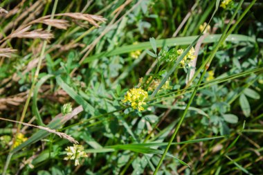 Sokakta sarı çiçekli otlar. Şehir bitkileri.