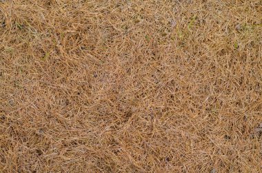 Altın çim ya da saman doğal olarak kırsalda oluşuyor ve yaz aylarında susuzluktan kuruyor. Kuru çimen arkaplanı.