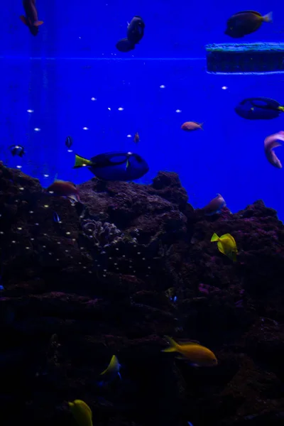 Vissen Het Aquarium Onderwater Leven Vissen Koralen — Stockfoto