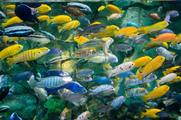 水族馆里的彩色鱼 — 图库照片