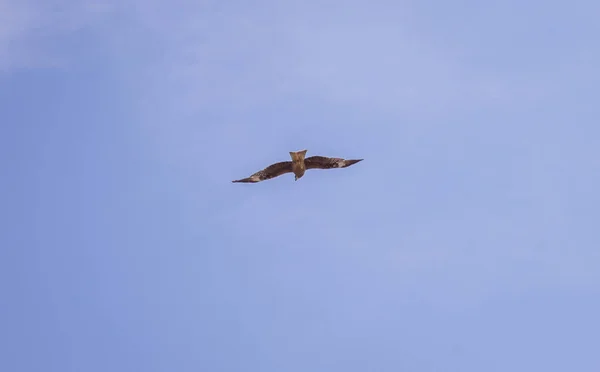 Halcón Volando Cielo Pájaro Cielo Azul Sin Nubes — Foto de Stock