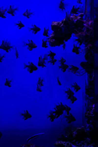 水族館で魚 水中魚の生活 サンゴ — ストック写真