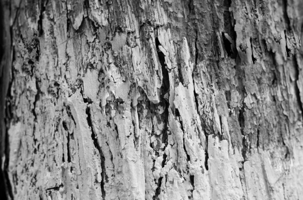 Tronc Arbre Blanchi Chaux Bas Gros Plan Texture Écorce Arbre — Photo