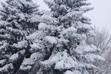 Christmas trees in the snow. Snowy winter in Russia.