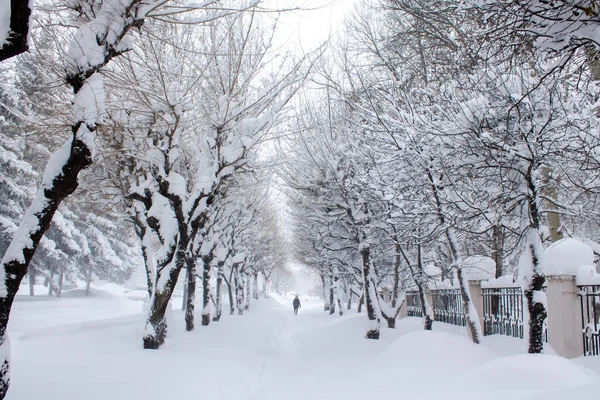 Güzel kış karlı Peyzaj Park