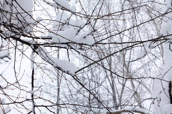 冬天树枝 在背景雪白色的天空上的白霜 — 图库照片