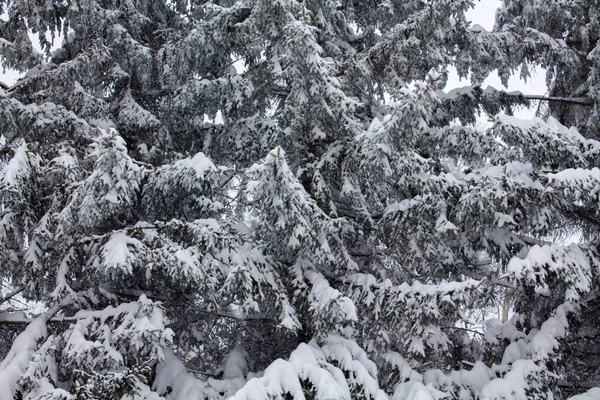 Comió Nieve Una Noche Invierno Cielo Azul Con Las Nubes —  Fotos de Stock