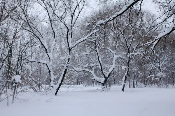 Trees Snow Falling White Snow Park Trees — ストック写真