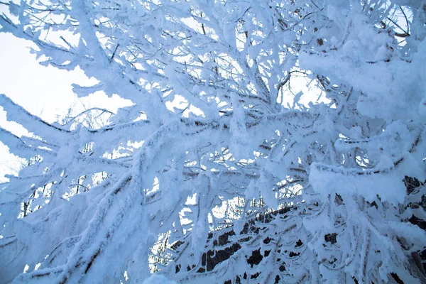Cold Tree Tree Branches Snow — ストック写真