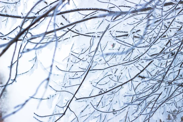 Icicles Iced Branches Tree — Stockfoto