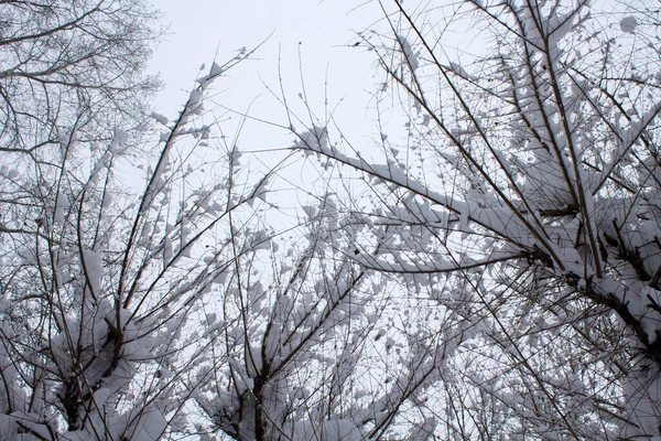 Гілки Дерев Липкому Снігу Вид Знизу Вгору Зимовий Фон — стокове фото