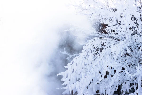 White Background Snowy Branch Winter — Stockfoto