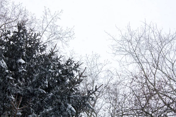 Гілки Сніжного Дерева Ялинки Білому Тлі Фон Місцем Тексту Вид — стокове фото