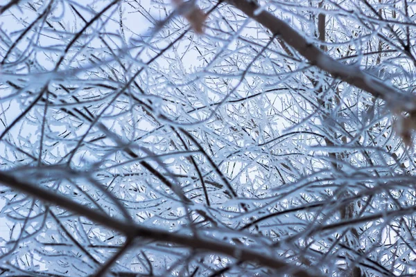 Tree branches frozen in the ice. Frozen tree branch in winter forest.