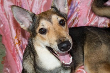 Açık çeneli bir köpek kameraya bakar. üstün köpek..